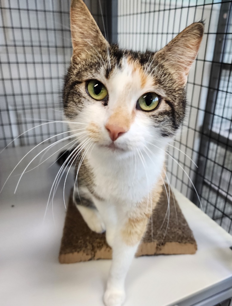 Yarrow, an adoptable Domestic Short Hair in Gold Beach, OR, 97444 | Photo Image 1