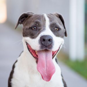 Ember, Adult Female Pit Bull Terrier