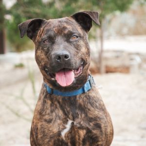 Estelle, Adult Female Pit Bull Terrier