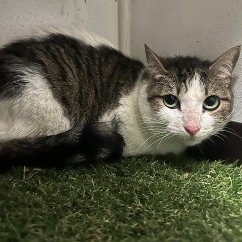 Rosie, an adoptable Domestic Medium Hair in Midland, TX, 79703 | Photo Image 1