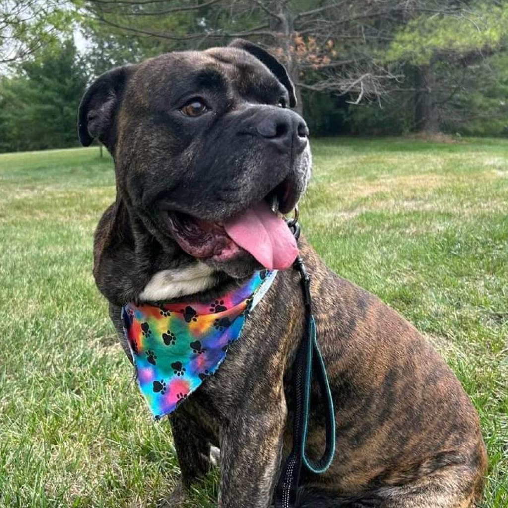 Max, an adoptable Pit Bull Terrier in Shawnee, KS, 66214 | Photo Image 2