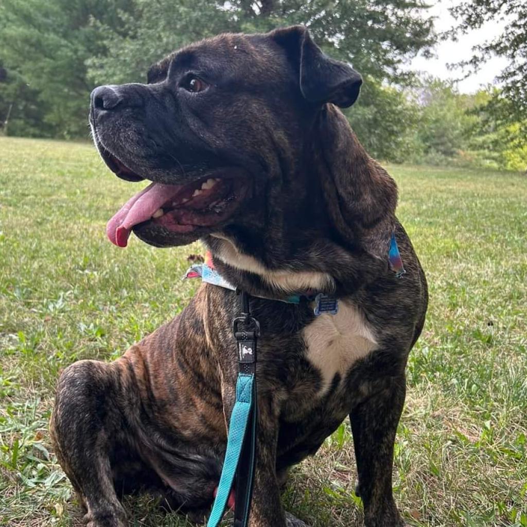 Max, an adoptable Pit Bull Terrier in Shawnee, KS, 66214 | Photo Image 4