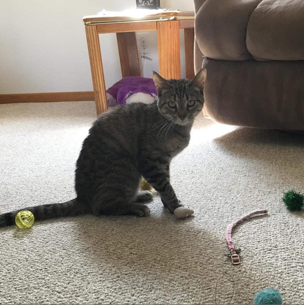 Shiloh, an adoptable Domestic Short Hair in Rochester, MN, 55903 | Photo Image 3