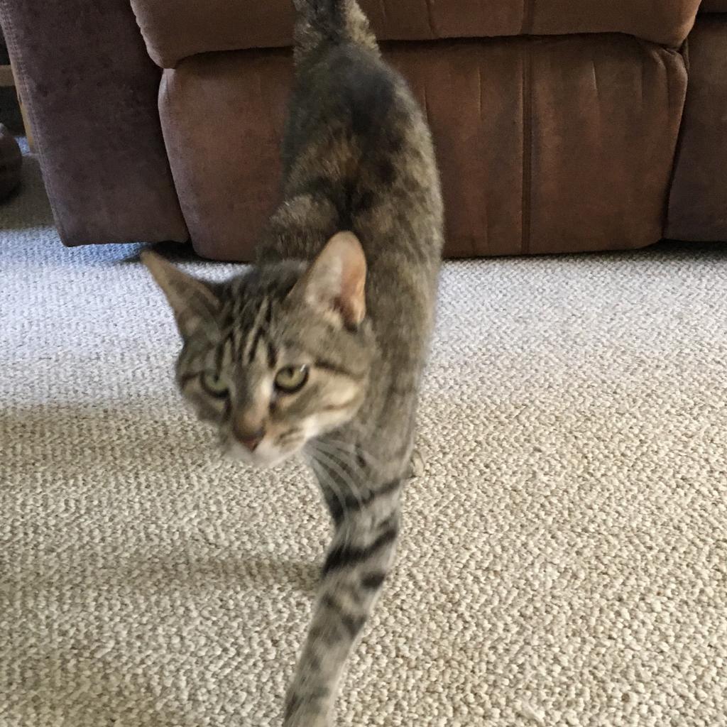 Shiloh, an adoptable Domestic Short Hair in Rochester, MN, 55903 | Photo Image 4