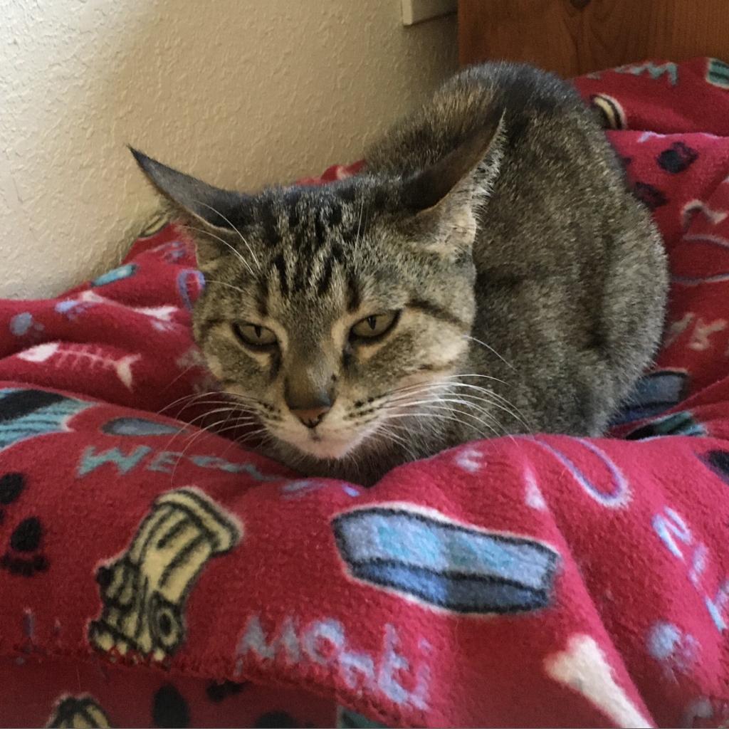 Shiloh, an adoptable Domestic Short Hair in Rochester, MN, 55903 | Photo Image 5