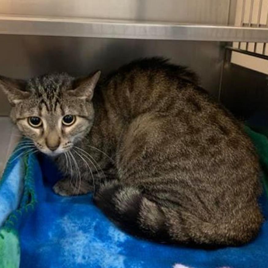 Shiloh, an adoptable Domestic Short Hair in Rochester, MN, 55903 | Photo Image 6