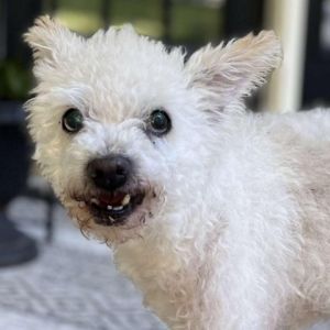 Meet Waller a 10-year-old poodle mix weighing 17 pounds Despite his initial shyness with strangers