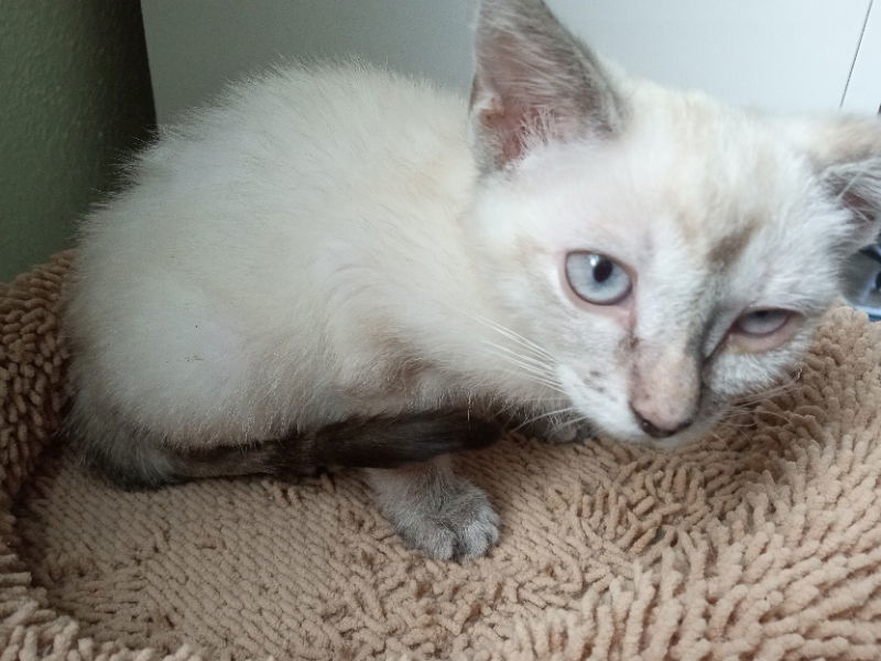 Nebula, an adoptable Domestic Short Hair in Alturas, CA, 96101 | Photo Image 1