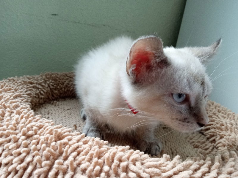 Nebula, an adoptable Domestic Short Hair in Alturas, CA, 96101 | Photo Image 2