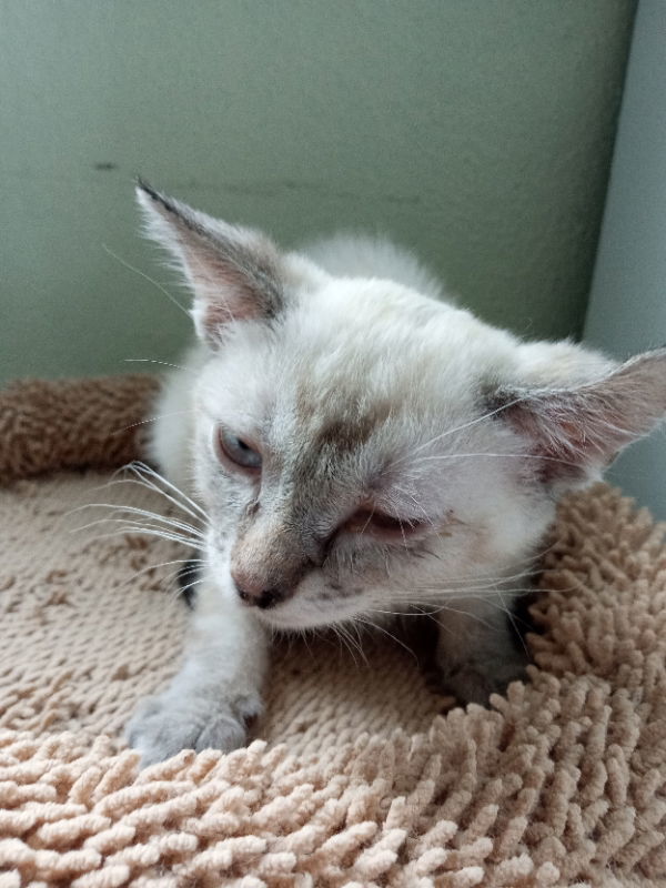 Nebula, an adoptable Domestic Short Hair in Alturas, CA, 96101 | Photo Image 3