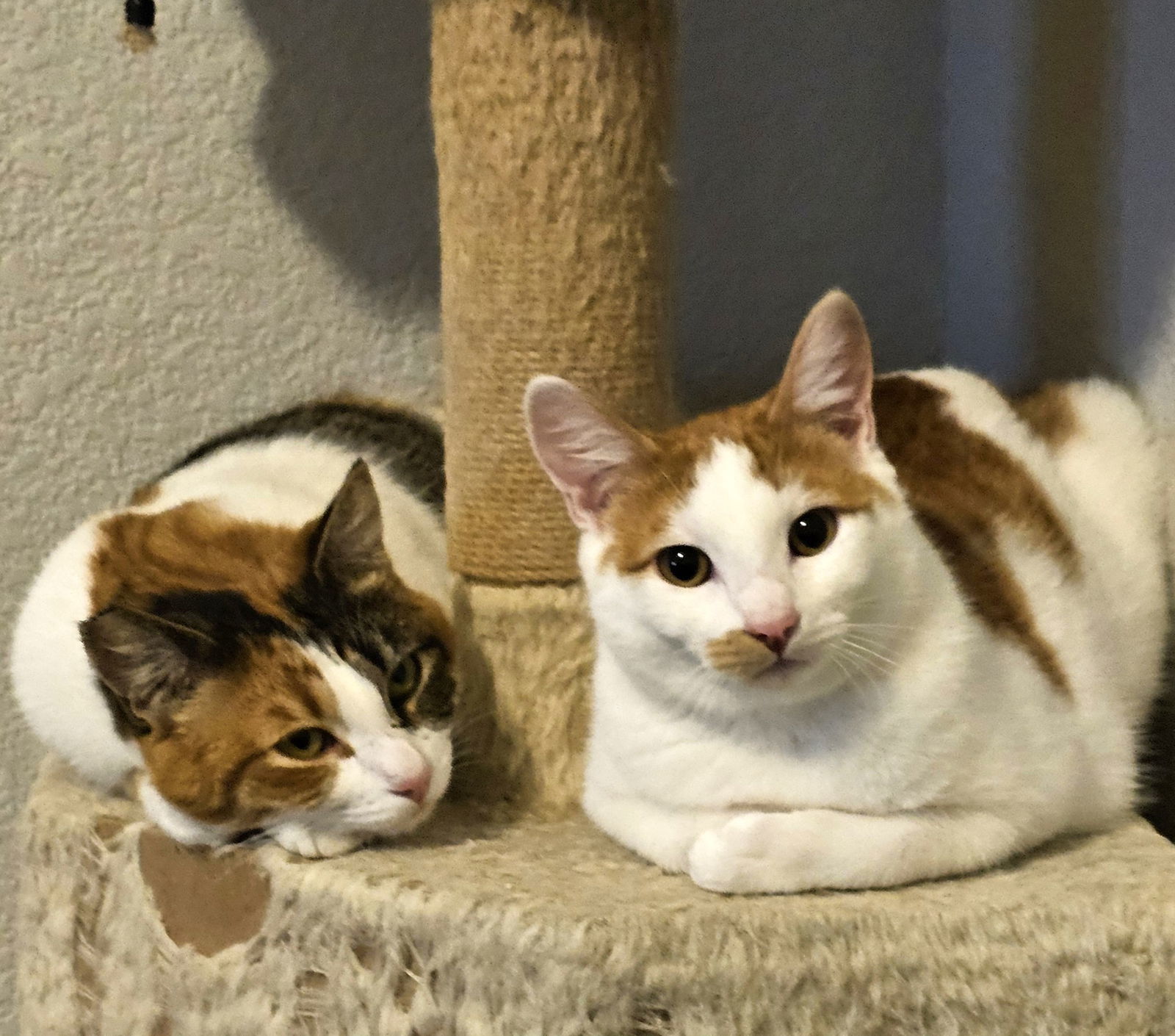 Mamacita, an adoptable Calico, Tabby in Springfield, OR, 97475 | Photo Image 6