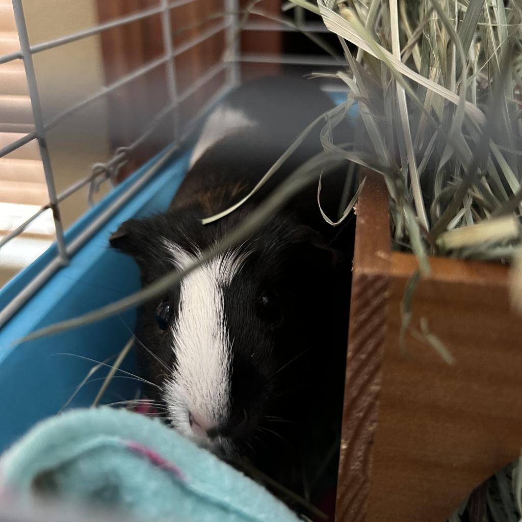 Penelope