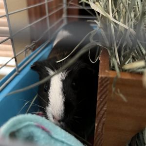 Penelope, Adult Female Guinea Pig