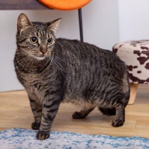 Hamburger Domestic Short Hair Cat