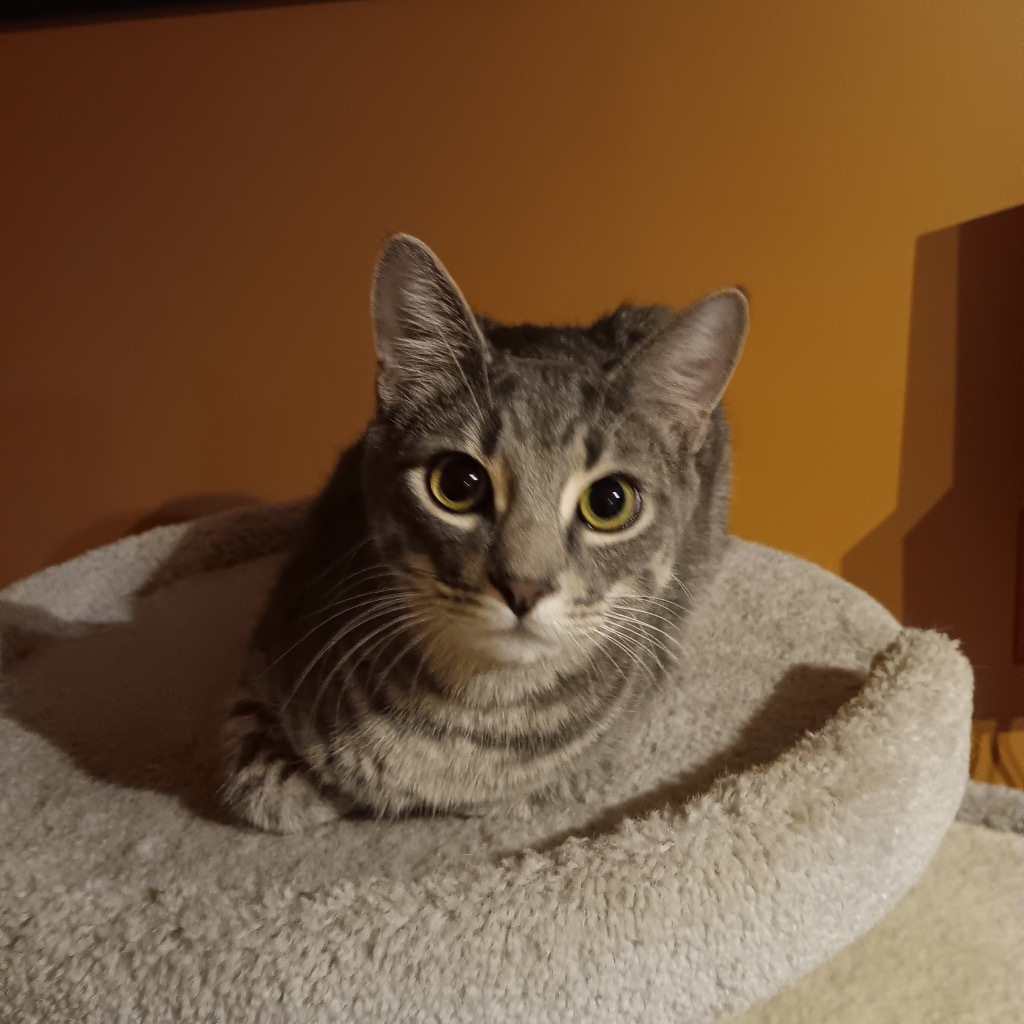Bravo, an adoptable Domestic Short Hair in Minnetonka, MN, 55343 | Photo Image 1