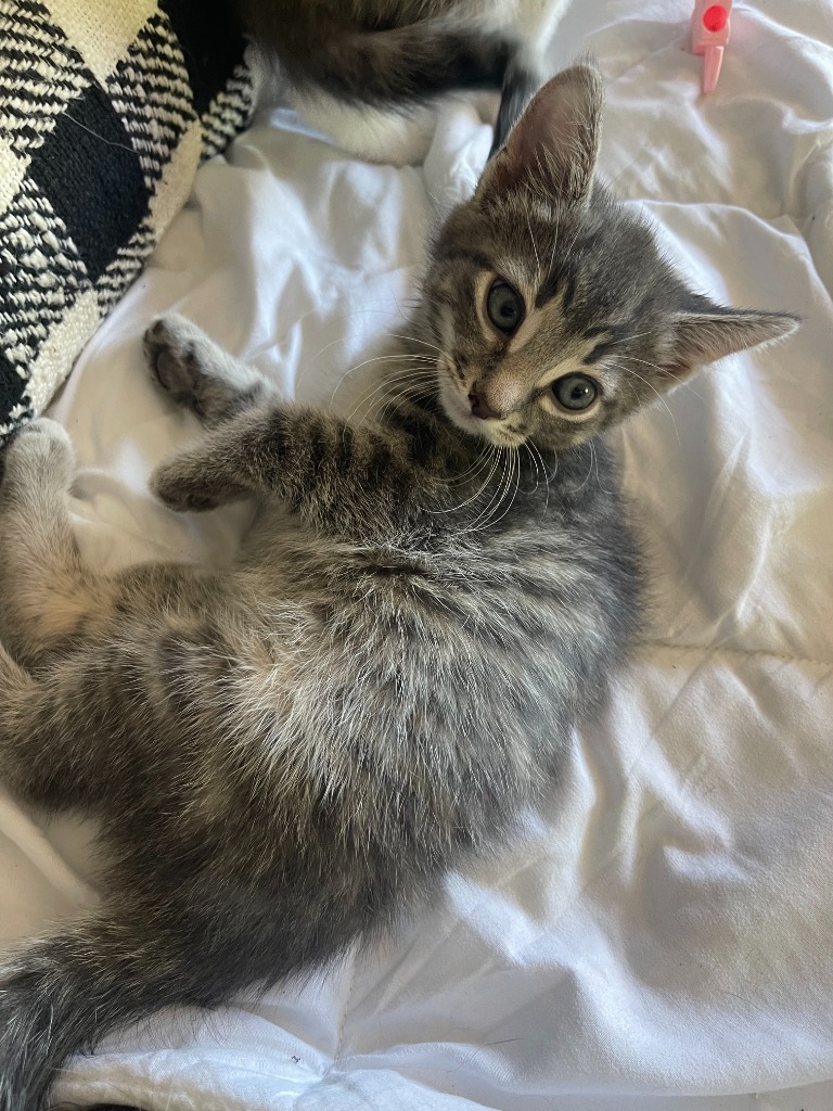 Bravo, an adoptable Domestic Short Hair in Minnetonka, MN, 55343 | Photo Image 2