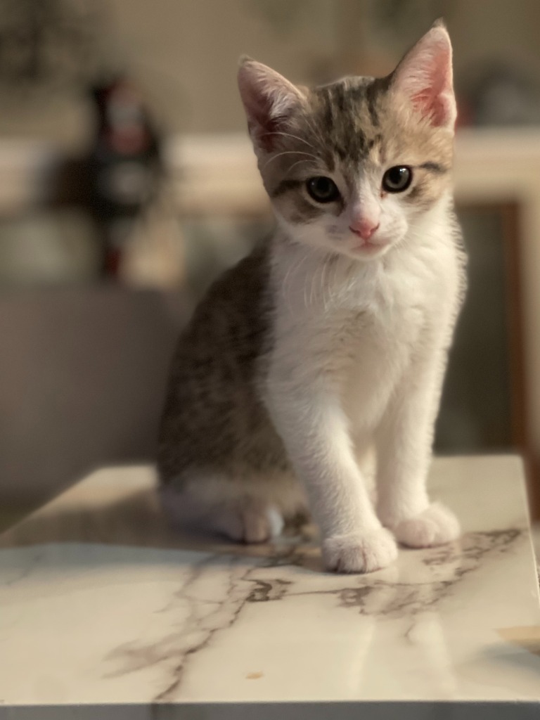 Alpha, an adoptable Domestic Short Hair in Minnetonka, MN, 55343 | Photo Image 2