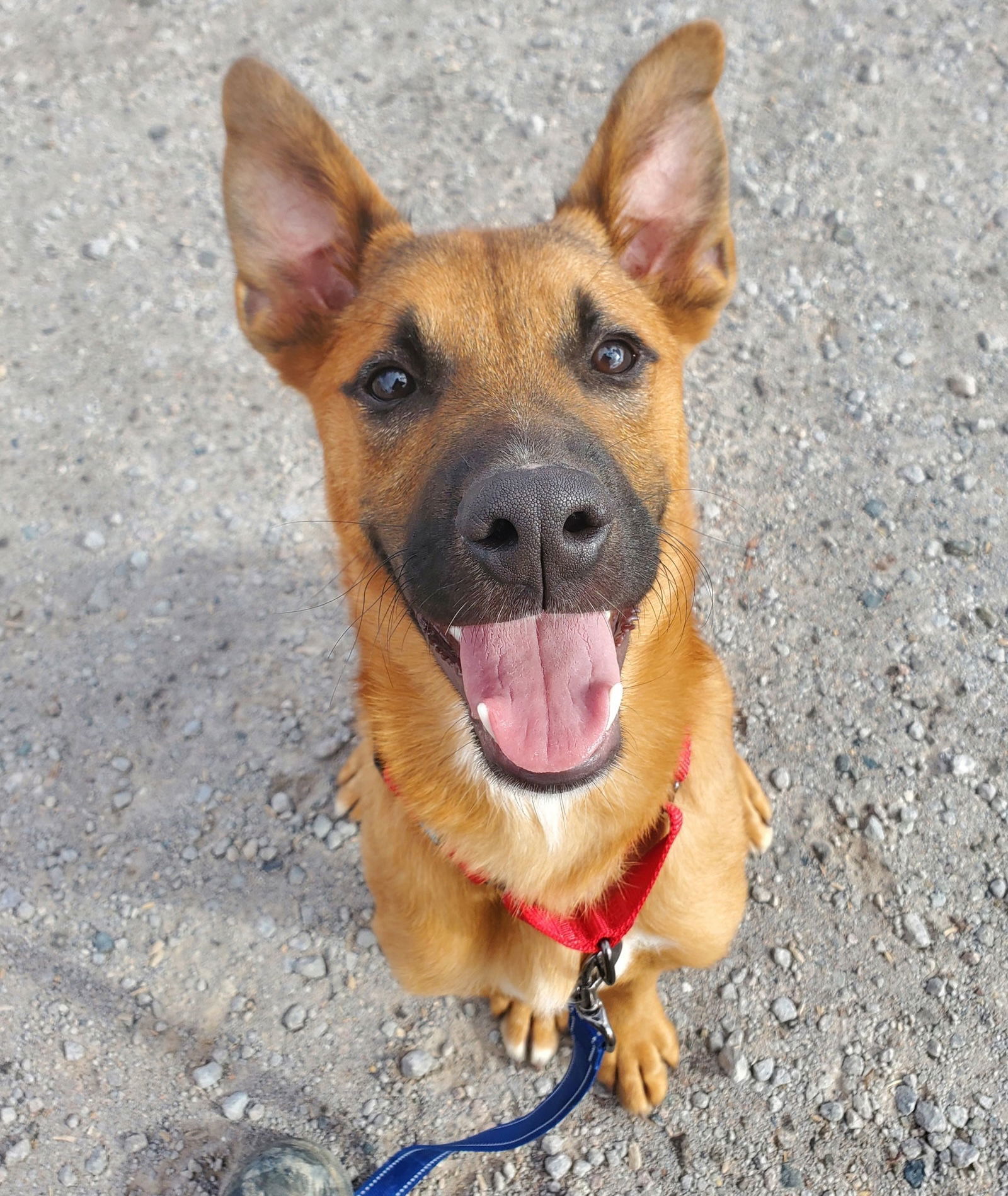 Captain, an adoptable Black Mouth Cur in Yreka, CA, 96097 | Photo Image 1