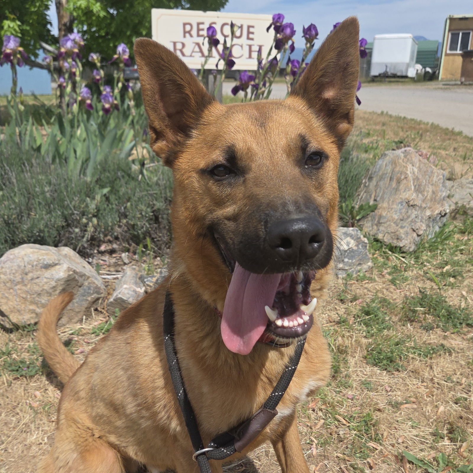 Captain, an adoptable Black Mouth Cur in Yreka, CA, 96097 | Photo Image 1
