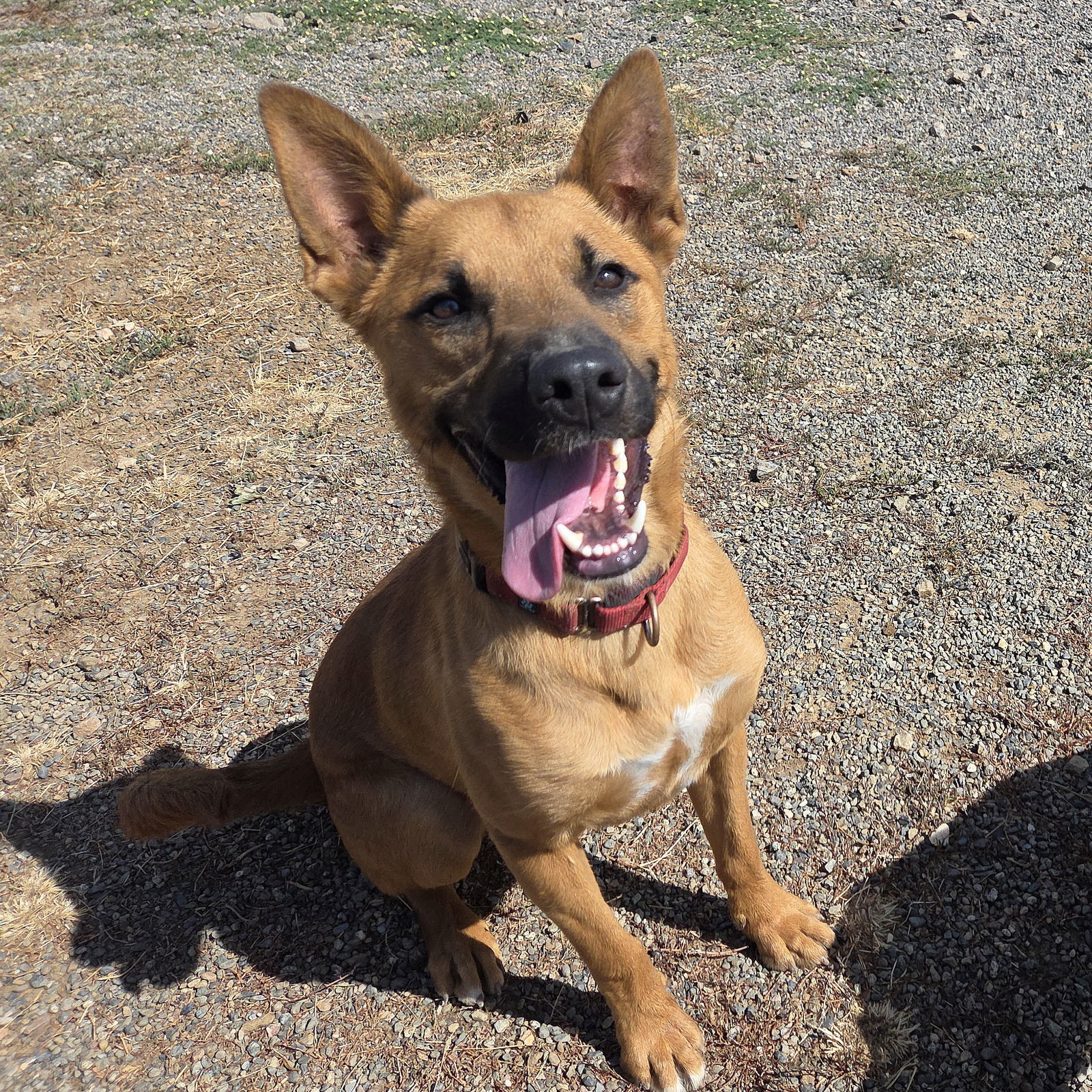 Captain, an adoptable Black Mouth Cur, Belgian Shepherd / Malinois in Yreka, CA, 96097 | Photo Image 1