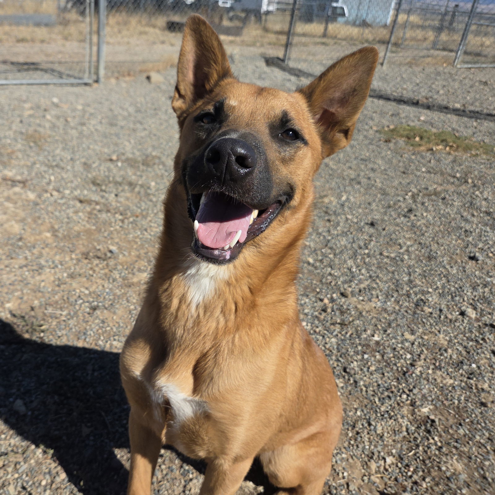 Captain, an adoptable Black Mouth Cur, Belgian Shepherd / Malinois in Yreka, CA, 96097 | Photo Image 1