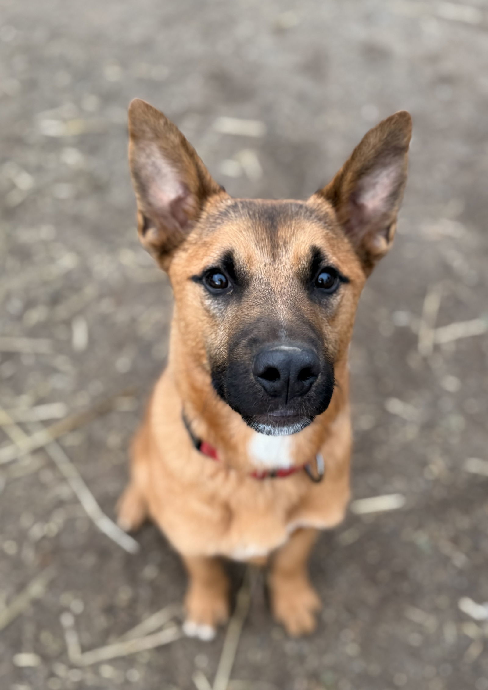 Captain, an adoptable Black Mouth Cur in Yreka, CA, 96097 | Photo Image 2