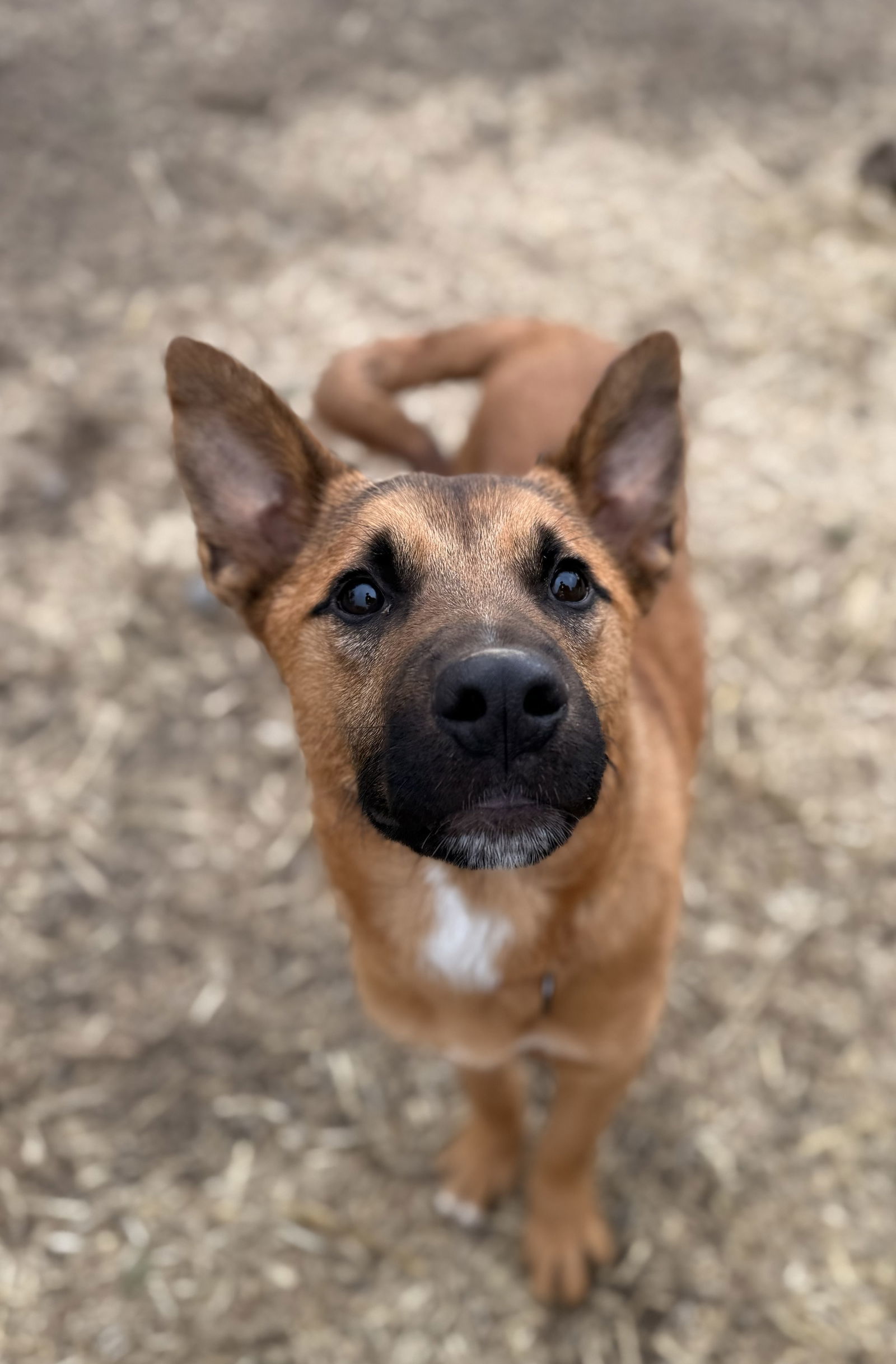 Captain, an adoptable Black Mouth Cur in Yreka, CA, 96097 | Photo Image 3