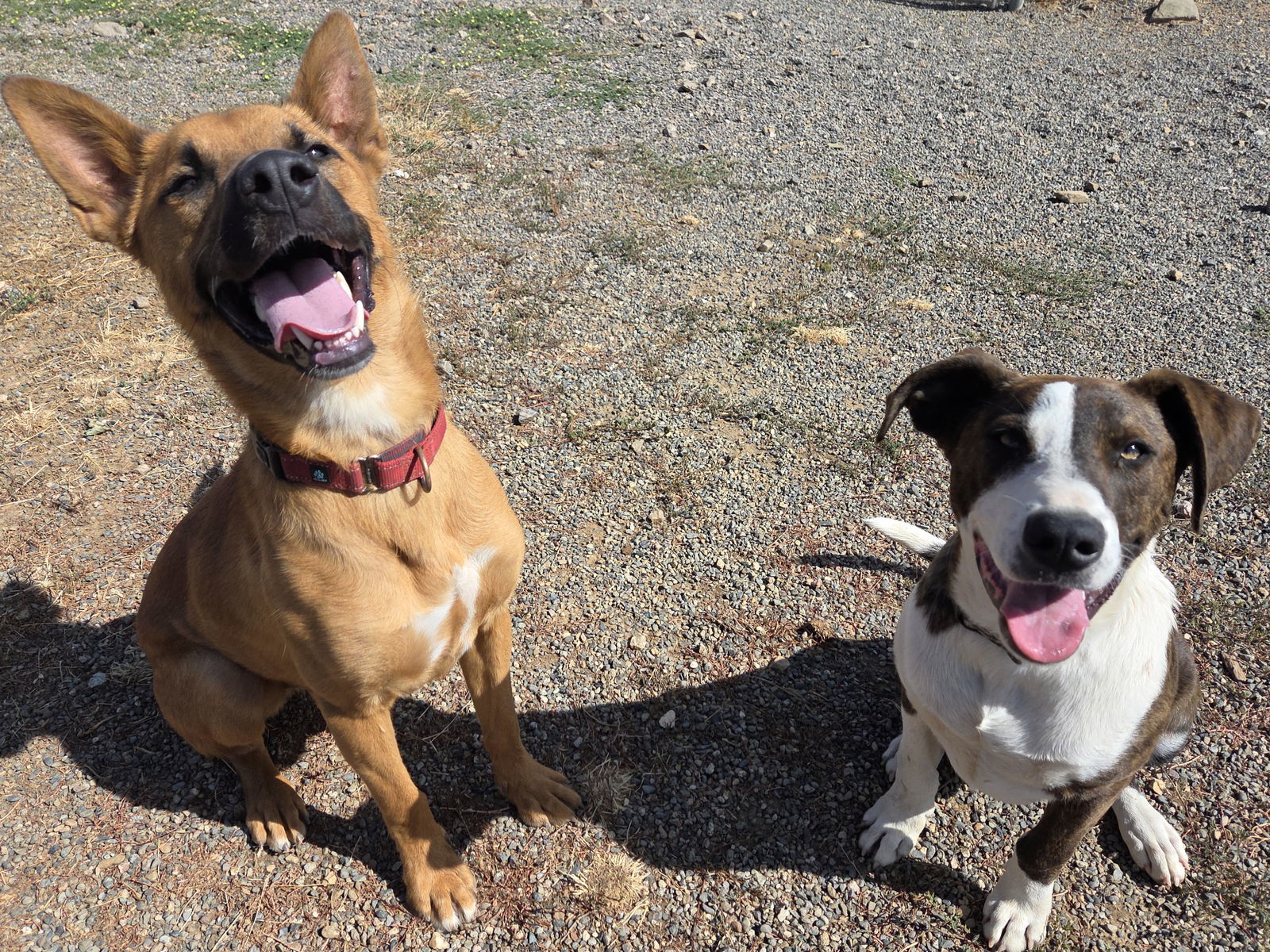 Captain, an adoptable Black Mouth Cur, Belgian Shepherd / Malinois in Yreka, CA, 96097 | Photo Image 3