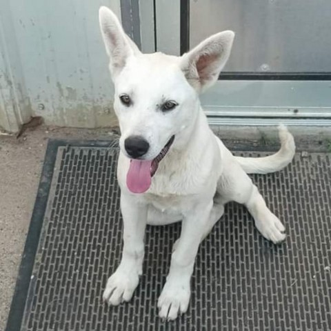 Ivy, an adoptable Mixed Breed in Bismarck, ND, 58507 | Photo Image 1