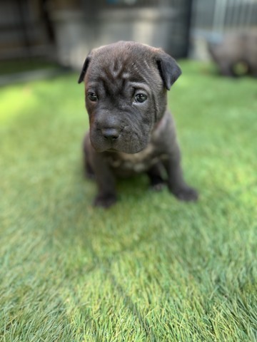 Rosie (dark pink), an adoptable Mixed Breed in Bismarck, ND, 58507 | Photo Image 1