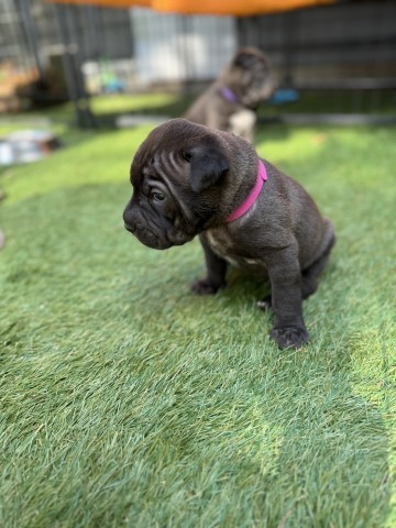 Rosie (dark pink), an adoptable Mixed Breed in Bismarck, ND, 58507 | Photo Image 2