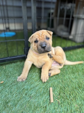 Poppy (light pink), an adoptable Mixed Breed in Bismarck, ND, 58507 | Photo Image 1