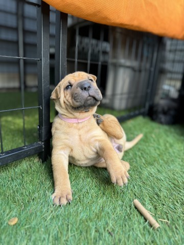 Poppy (light pink), an adoptable Mixed Breed in Bismarck, ND, 58507 | Photo Image 2