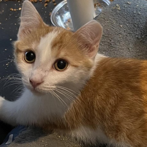 Daikon, an adoptable Domestic Short Hair in Bismarck, ND, 58507 | Photo Image 1