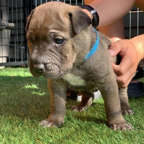 Smalls (light blue), an adoptable Mixed Breed in Bismarck, ND, 58507 | Photo Image 1