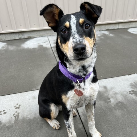 Ruby, an adoptable Mixed Breed in Bismarck, ND, 58507 | Photo Image 1