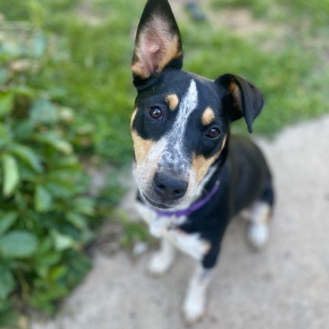 Ruby, an adoptable Mixed Breed in Bismarck, ND, 58507 | Photo Image 2