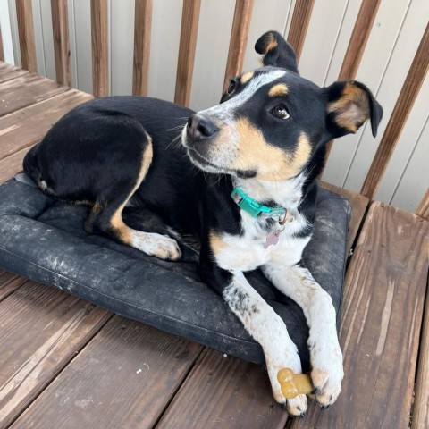 Ruby, an adoptable Mixed Breed in Bismarck, ND, 58507 | Photo Image 3