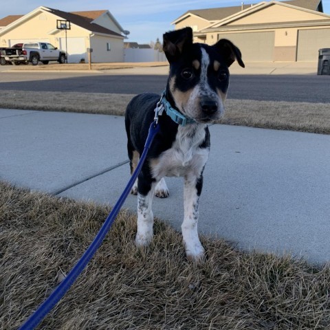 Ruby, an adoptable Mixed Breed in Bismarck, ND, 58507 | Photo Image 5