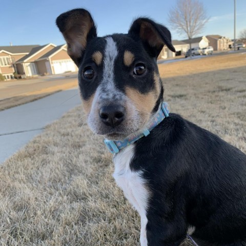 Ruby, an adoptable Mixed Breed in Bismarck, ND, 58507 | Photo Image 6