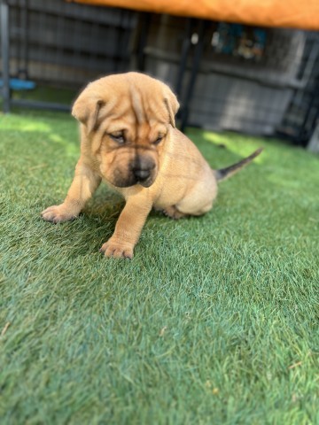 Teddy (Orange), an adoptable Mixed Breed in Bismarck, ND, 58507 | Photo Image 1