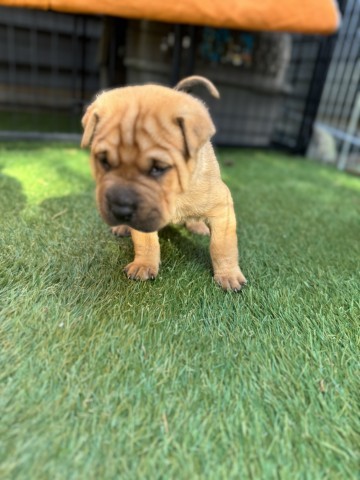 Teddy (Orange), an adoptable Mixed Breed in Bismarck, ND, 58507 | Photo Image 2