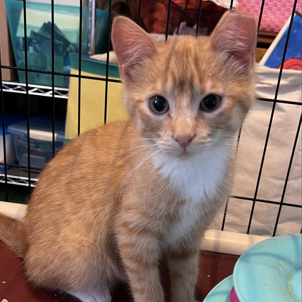 Wasabi, an adoptable Domestic Short Hair in Bismarck, ND, 58507 | Photo Image 1