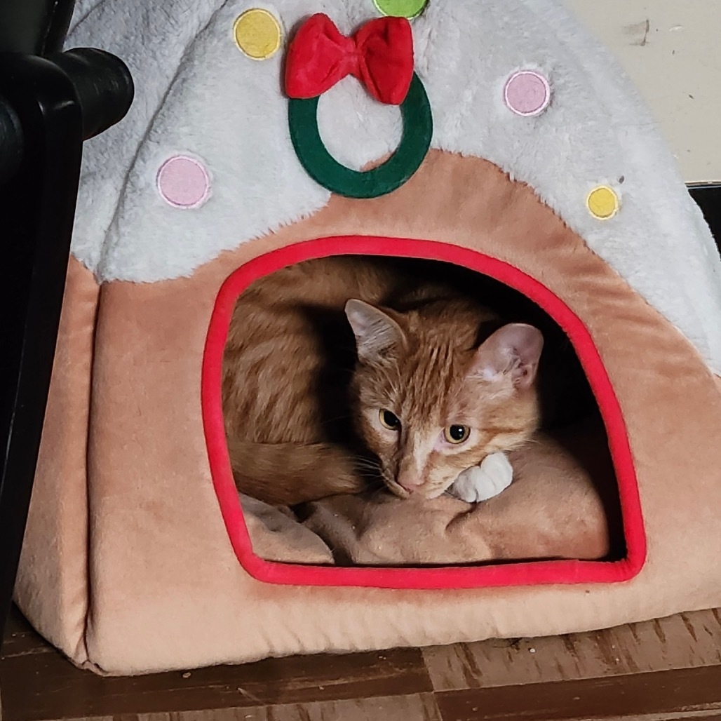 Wasabi, an adoptable Domestic Short Hair in Bismarck, ND, 58507 | Photo Image 1