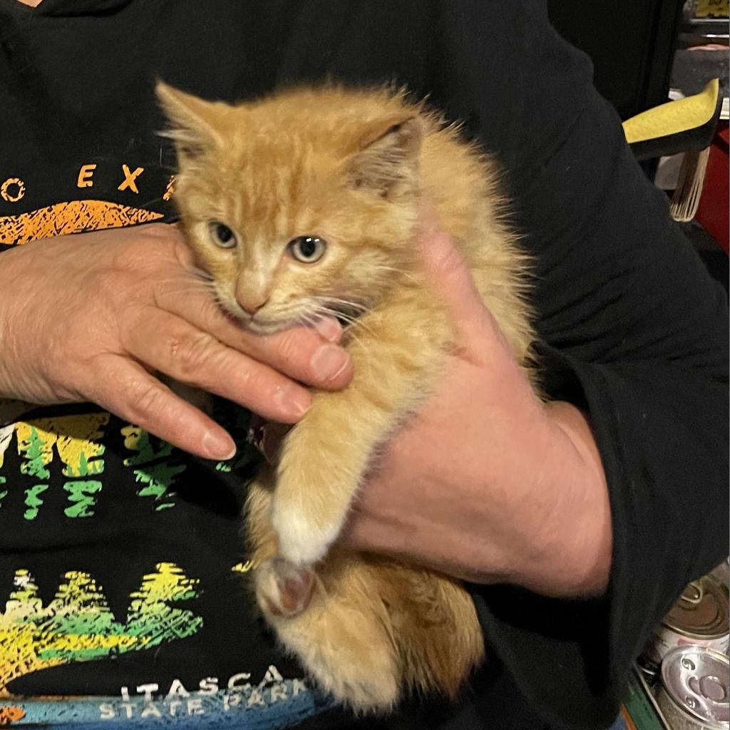 Wasabi, an adoptable Domestic Short Hair in Bismarck, ND, 58507 | Photo Image 2