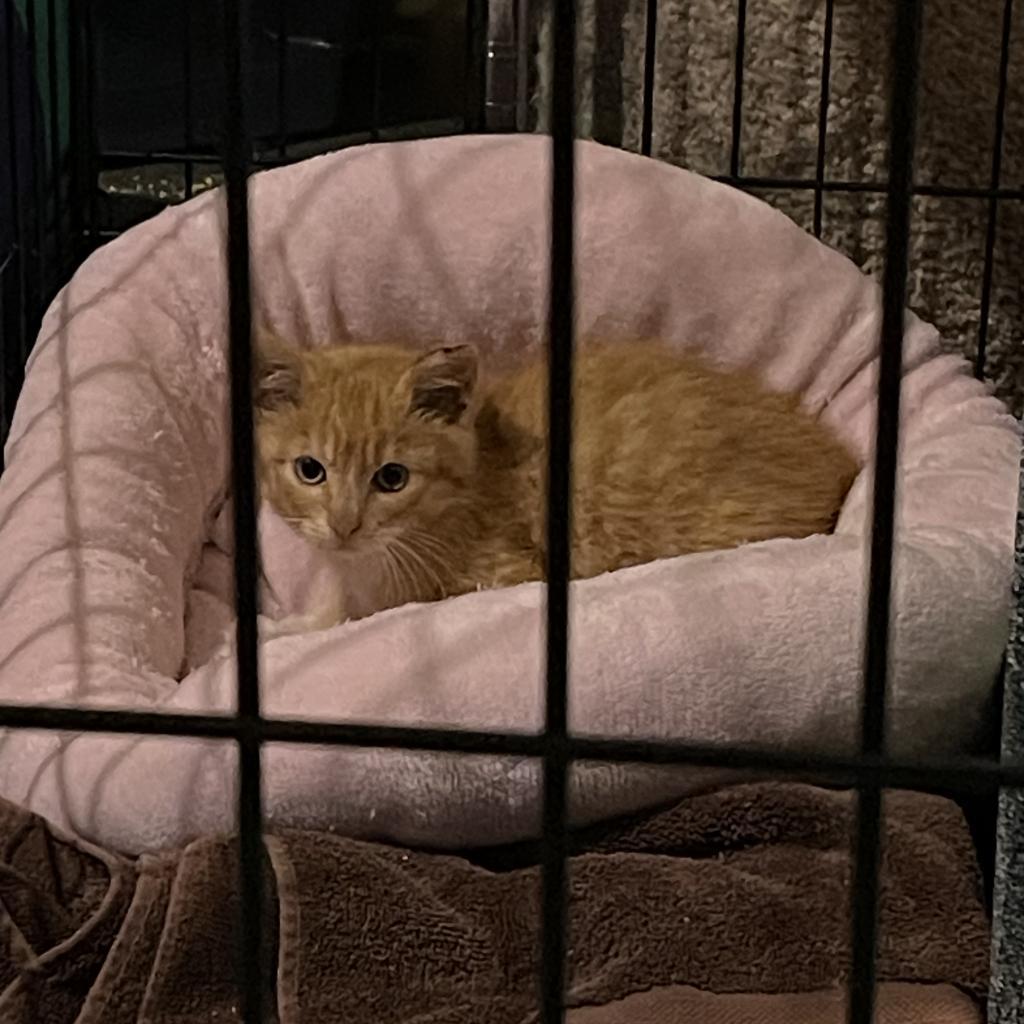 Wasabi, an adoptable Domestic Short Hair in Bismarck, ND, 58507 | Photo Image 3