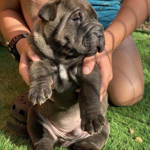 John Cena (dark green), an adoptable Mixed Breed in Bismarck, ND, 58507 | Photo Image 2