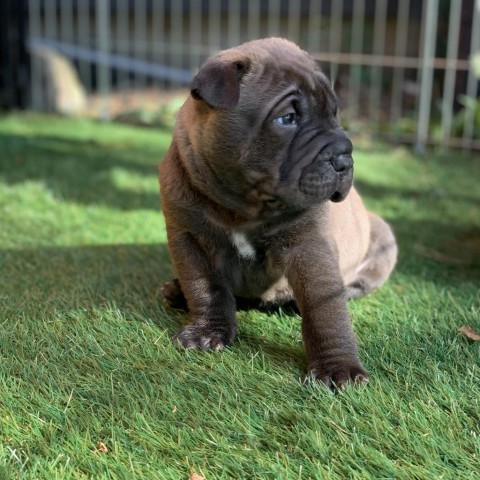 John Cena (dark green), an adoptable Mixed Breed in Bismarck, ND, 58507 | Photo Image 3