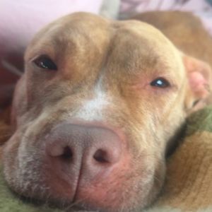 Cashmere, Senior Female Pit Bull Terrier