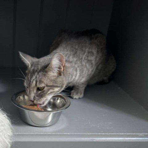 Gem Palmer, an adoptable Domestic Short Hair in Eagle Mountain, UT, 84005 | Photo Image 2